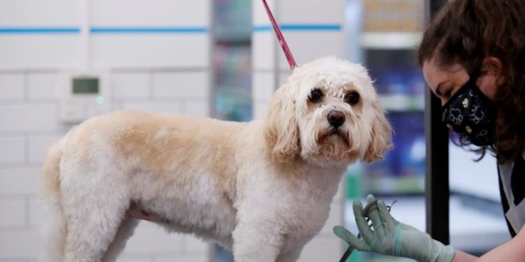 Pets at Home shares plunge on weak outlook