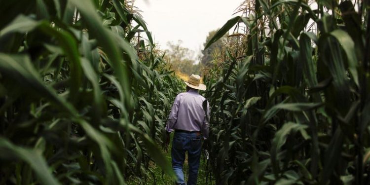 Mexican president confident Congress will ban planting GM corn in 2025