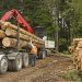 Raymond James upgrades timber REITs on improving lumber market fundamentals