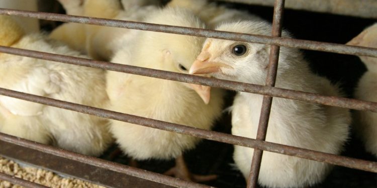 Bird flu outbreak in Georgia threatens US chicken exports, trade group says