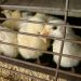 Bird flu outbreak in Georgia threatens US chicken exports, trade group says