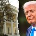 Does President Trump really need to cut down Andrew Jackson’s magnolia tree? Expert weighs in