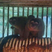PETA applauds GOP lawmakers’ demand to halt NIH funding for ‘cruel’ overseas animal testing